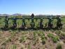 2007 Sukup 9400 High Speed Cultivator - 3