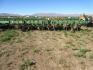 20 foot 6 foot Cultivator