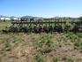 20 foot 6 foot Cultivator - 3