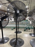 Pedestal Fan