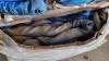 20' Slings - 2