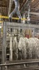 Partial Flooring Line - 10