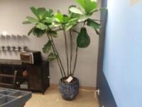 (1) Large Planter & Plant