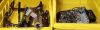 Miscellaneous Cage Parts - 2